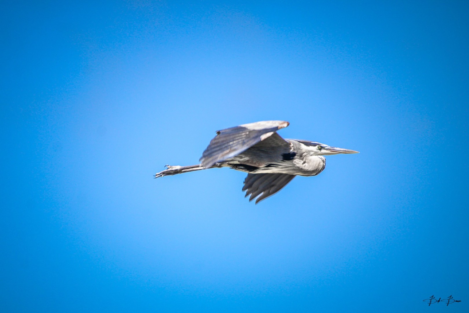 Wildlife photograph by Bob Bowser