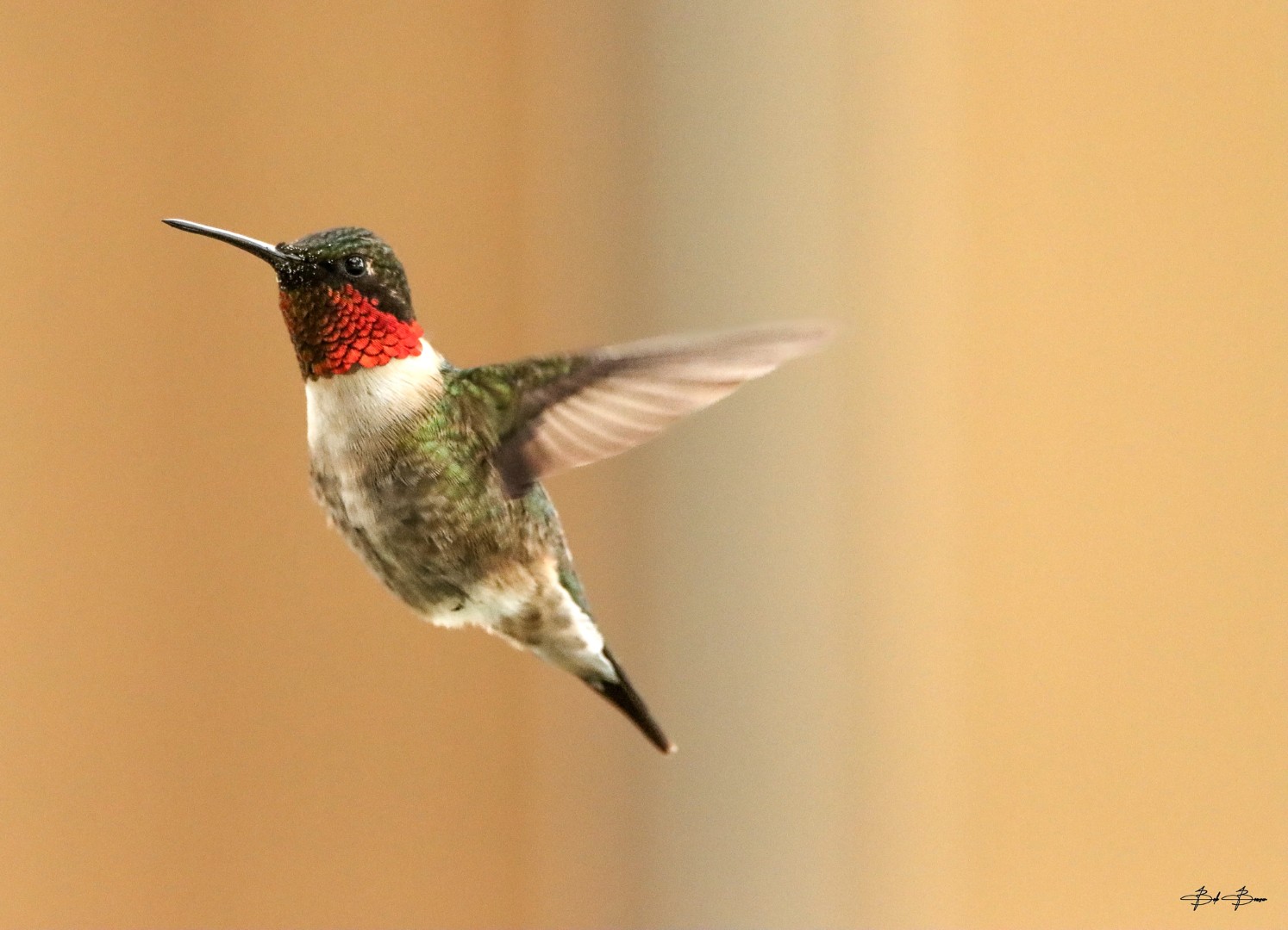 Nature photograph by Bob Bowser