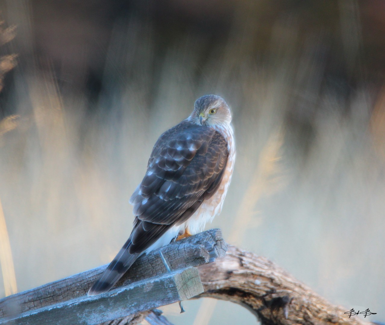 Nature photograph by Bob Bowser
