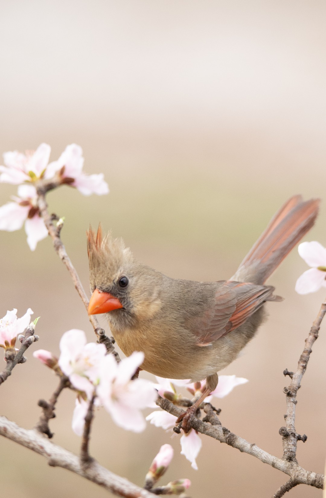 Nature photograph by Bob Bowser