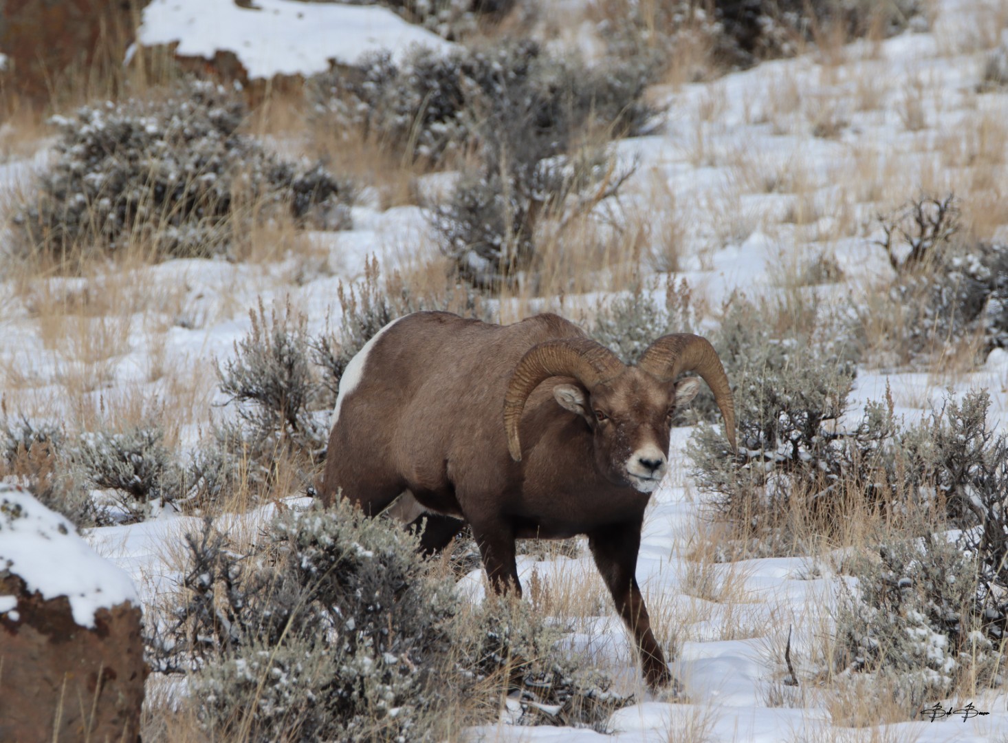 Nature photograph by Bob Bowser