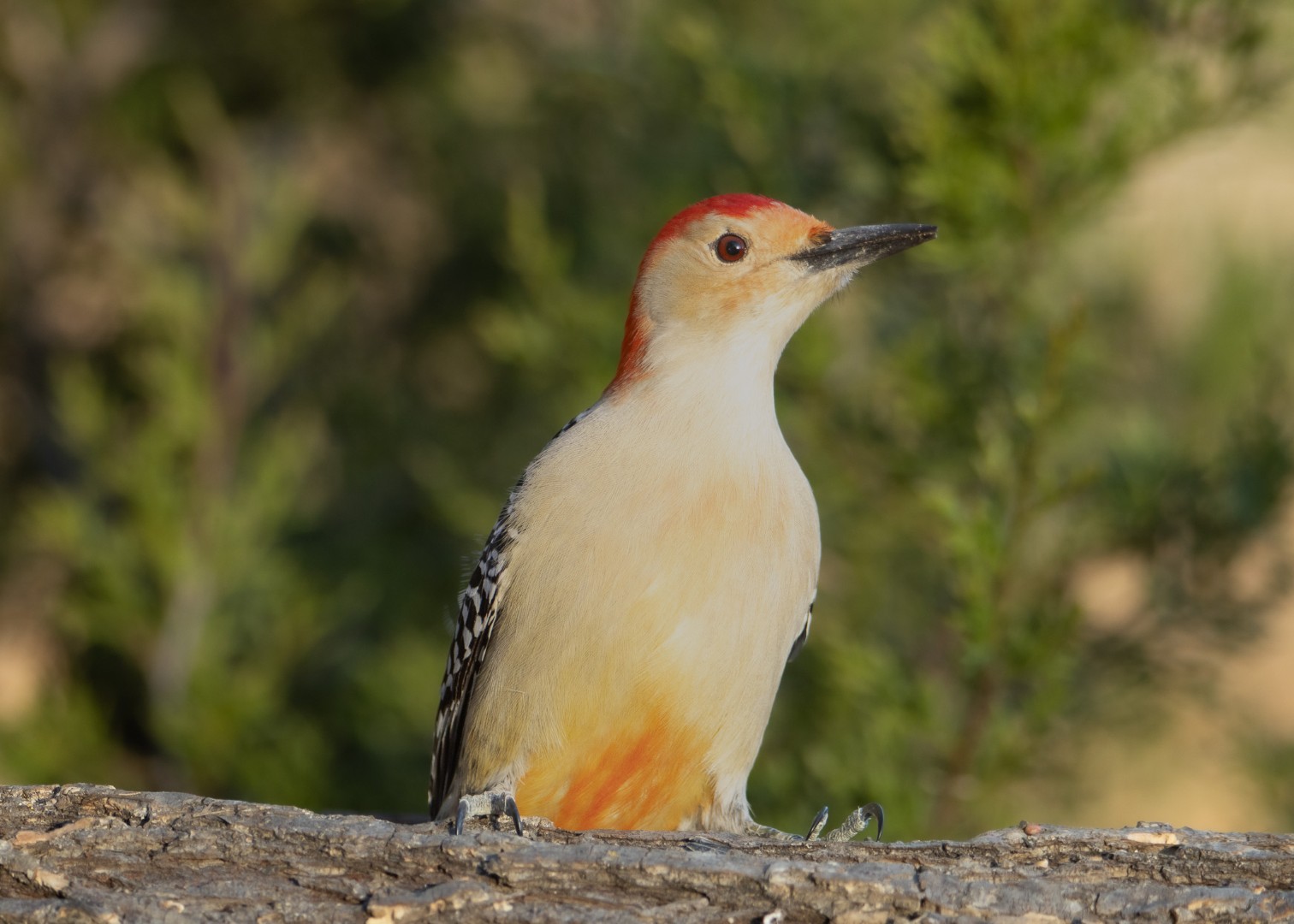 Wildlife photograph by Bob Bowser