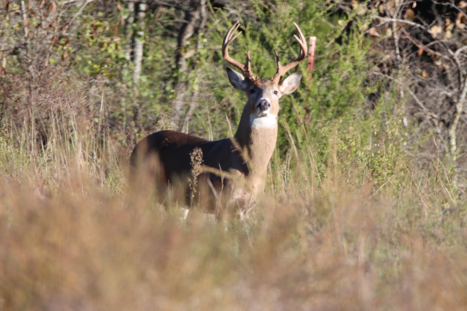 Nature photograph by Bob Bowser