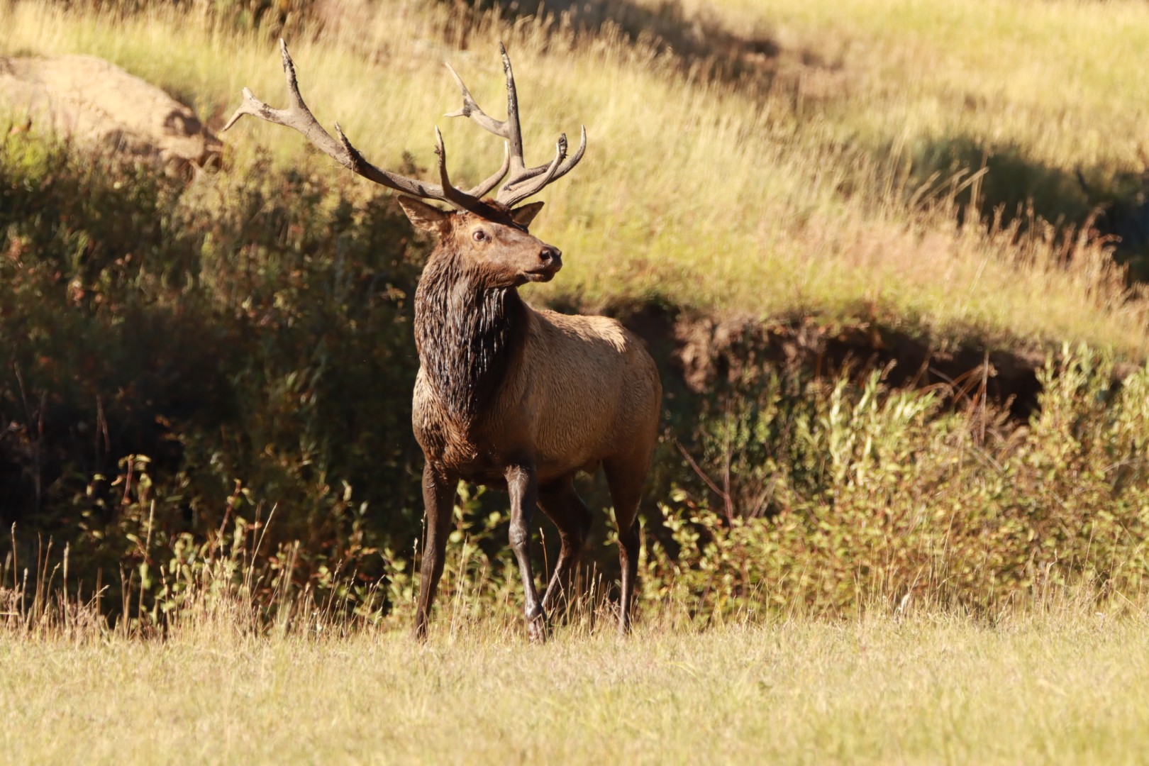 Wildlife photograph by Bob Bowser